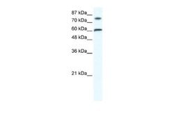 ZNF768 Antibody, Novus Biologicals 100 &mu;L; Unconjugated:Antibodies,